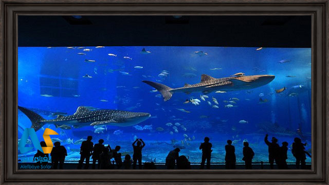 بازدیدکنندگان در حال بازدید از ماهی های بزرگ در بزرگترین آکواریوم جهان آکواریوم گرجستان