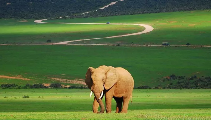 پارک ملی آدو الفنت از جاهای دیدنی آفریقای جنوبی