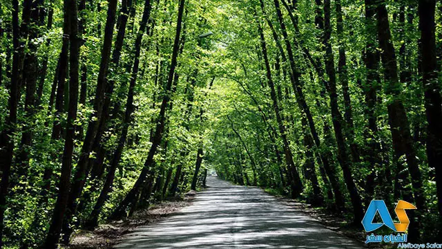 جنگل جیغ مشهد-الفبای سفر