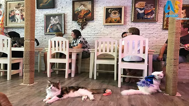 کافه گربه ها Caturday،بانکوک-الفبای سفر