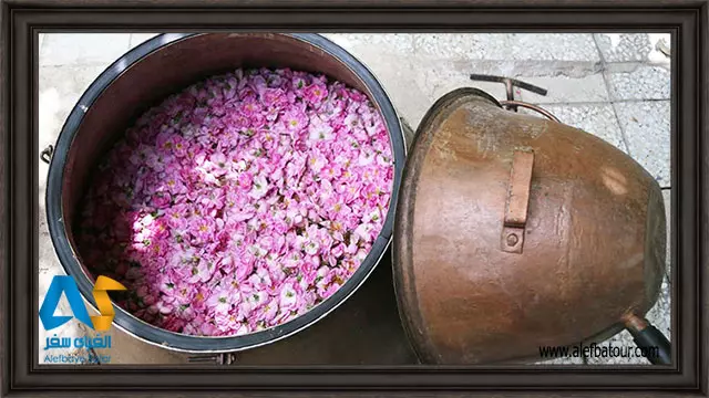 گل محمدی در دیگ گلابگیری