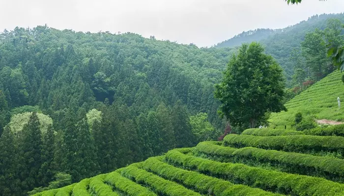 مزرعه چای سبز بوسونگ کره جنوبی