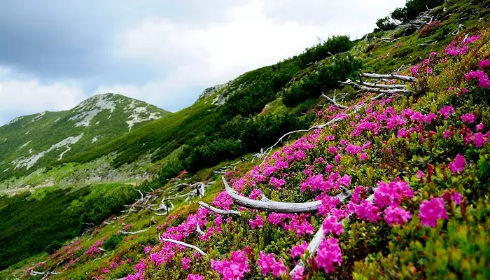 پارک ملی کالیمانی رومانی پارک ملی اروپا