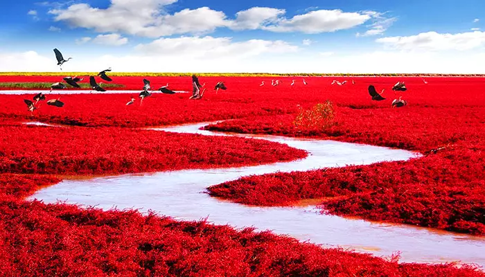 ساحل قرمز از جاهای قشنگ چین