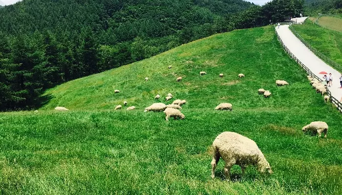 مزرعه گوسفند دگوالیونگ سئول کره جنوبی