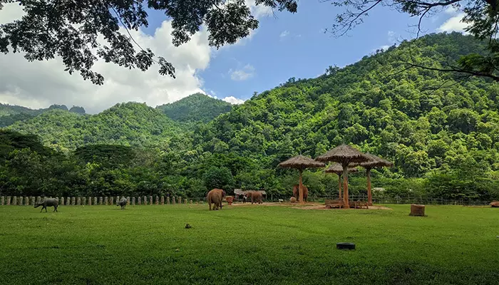 پارک طبیعت فیل از نقاط دیدنی تایلند