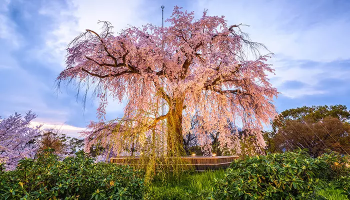 بهترین مکان برای جشن شکوفه های گیلاس