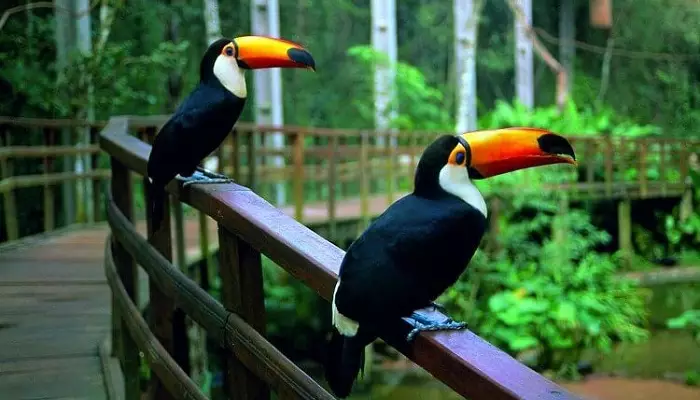 پارک پرندگان  Parque das Aves