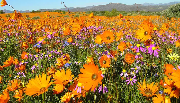 بهترین زمان سفر به آفریقای جنوبی