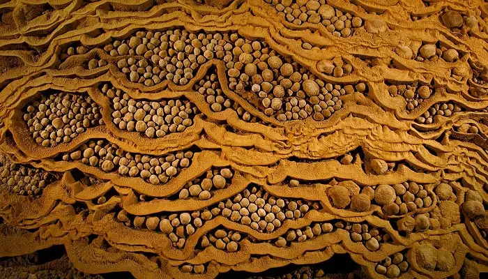 مرواریدهای غار سون دونگ ویتنام