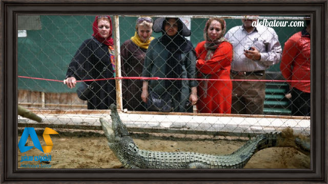 بازدیدکنندگان در پارک نوپک قشم (کروکودیل)