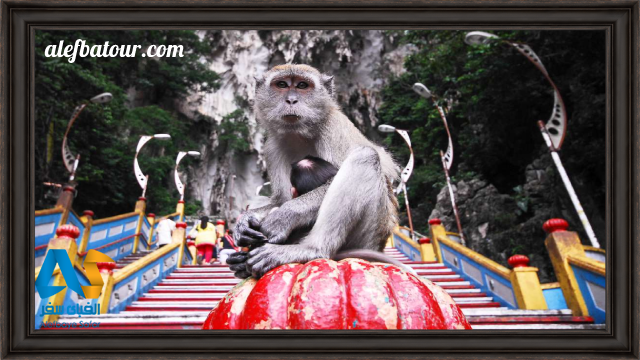 میمون ها در غار باتو کیو مالزی
