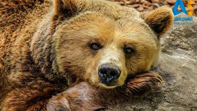 خرس قهوه ای بلغارستانی