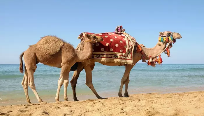 ساحل شتر از جاذبههای گردشگری بدروم ترکیه