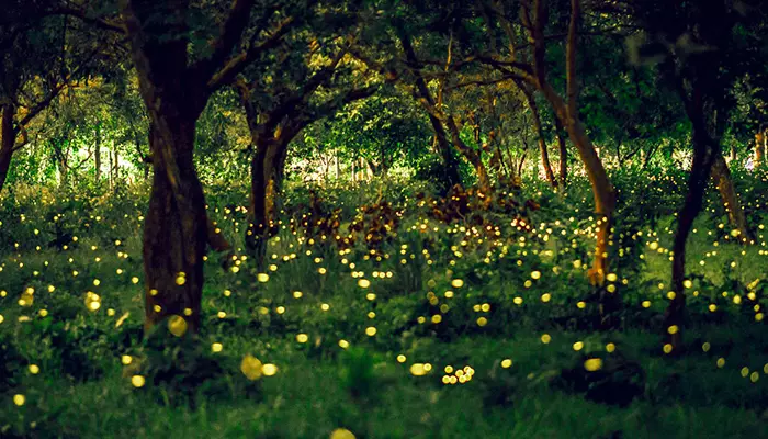فایرفلای پارک مالزی