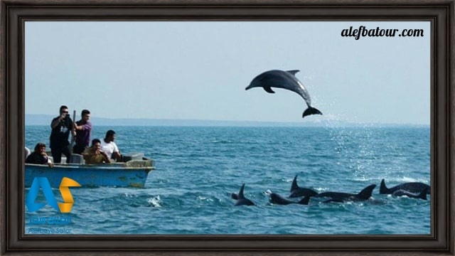 موج سواری و تماشای دلفین ها از تفریحات جذاب خلیج گواتر است.