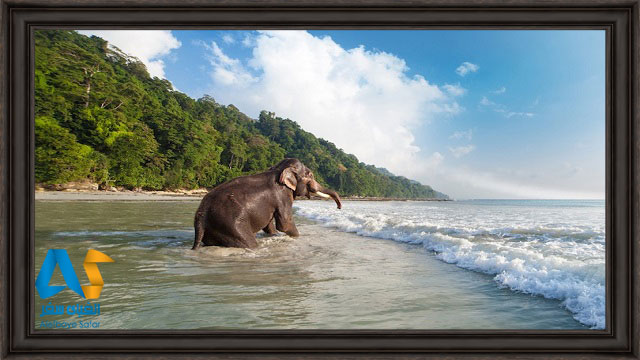 فيل در حال آب تني در ساحل جزيره هاولوك در هند