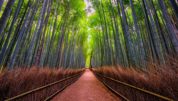 جنگل بامبو ژاپن