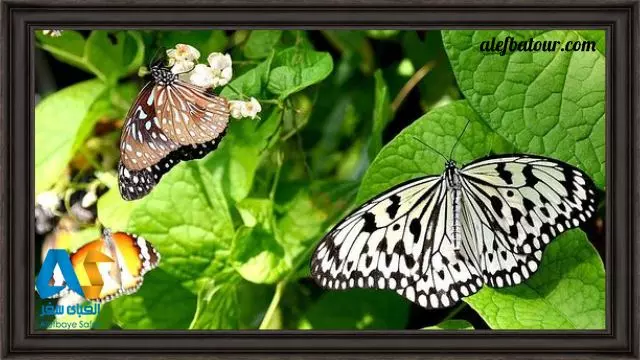 پروانه های پارک پروانه کوالالامپور