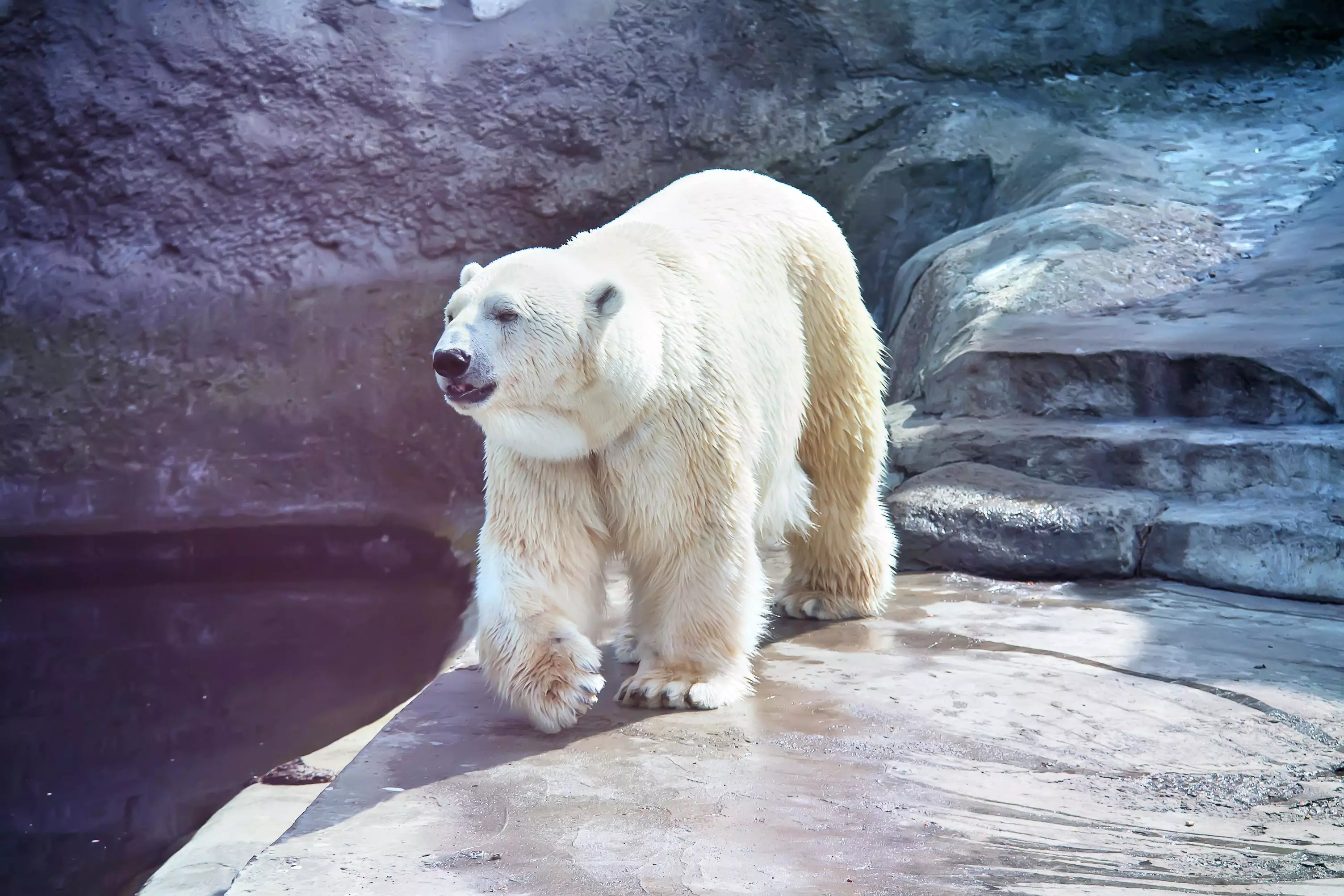 moscowzoo2