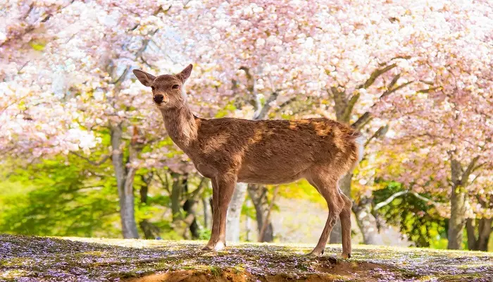 گوزنهای مقدس پارک ملی نارا