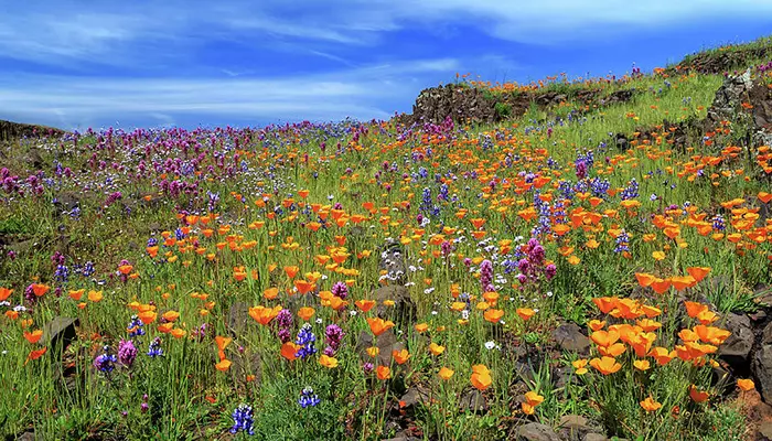 کوه تیبل آفریقای جنوبی