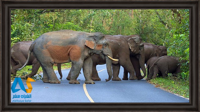 چند فیل در حال رد از جاده جنگلی پارک ملی خائویا تایلند