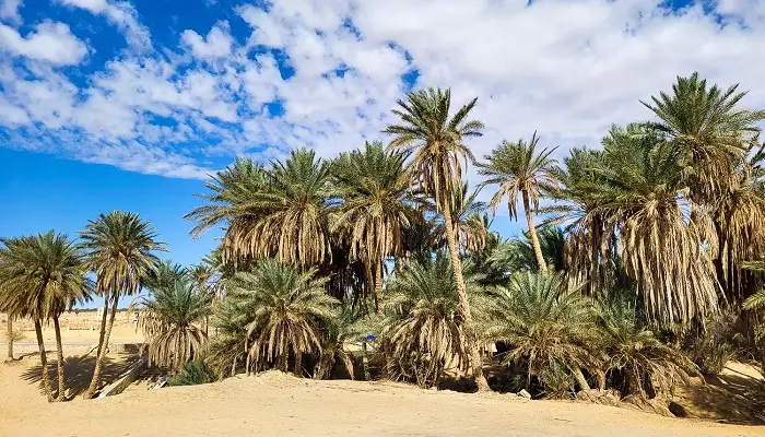 توزر تونس