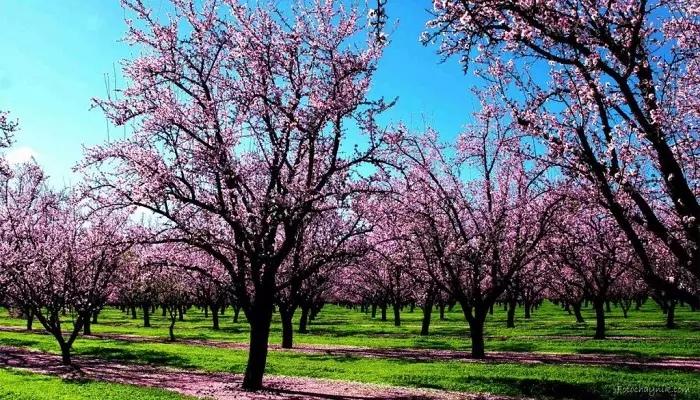 آب و هوای ایروان